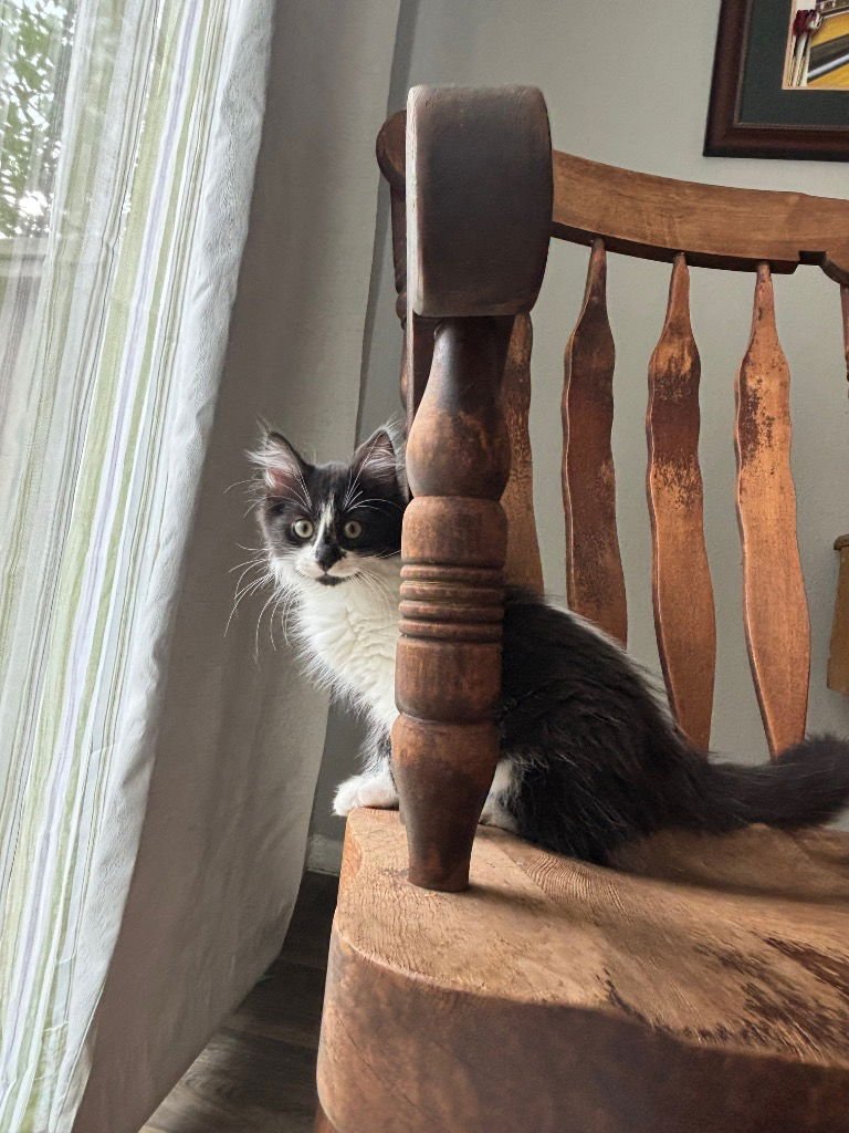 PANDA - Domestic Short Hair / Domestic Long Hair available for adoption