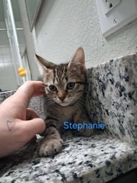 Stephanie - Photo 1