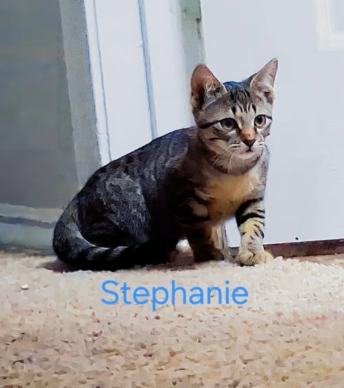 STEPHANIE - Tabby / Domestic Short Hair available for adoption