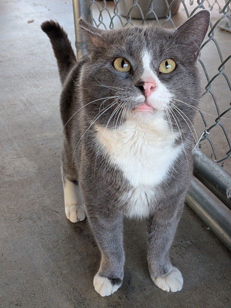 BUGS - Domestic Short Hair available for adoption