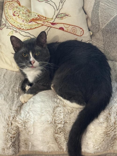 BUGS - Domestic Short Hair available for adoption