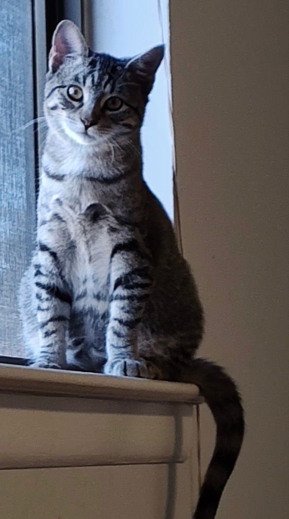 SKIPPER - Tabby available for adoption