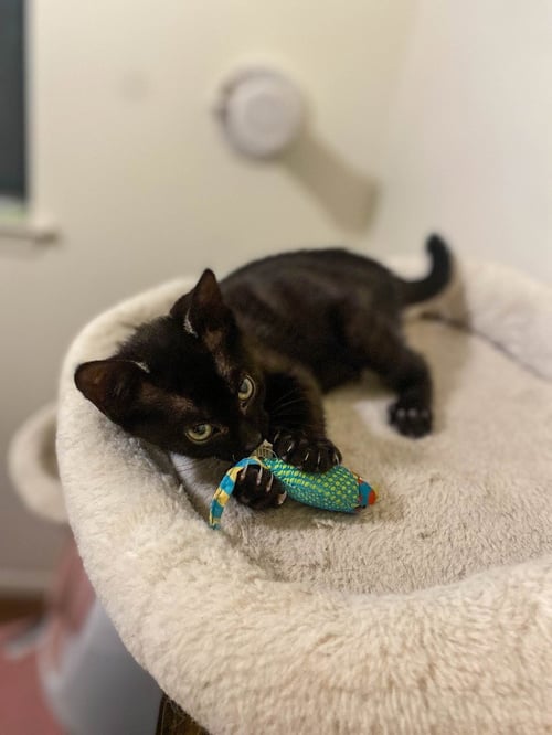 BLACKBERRY - Domestic Short Hair available for adoption