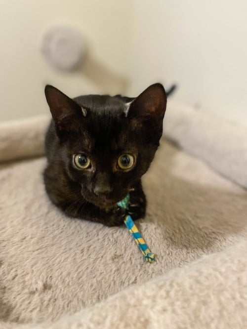 BLACKBERRY - Domestic Short Hair available for adoption