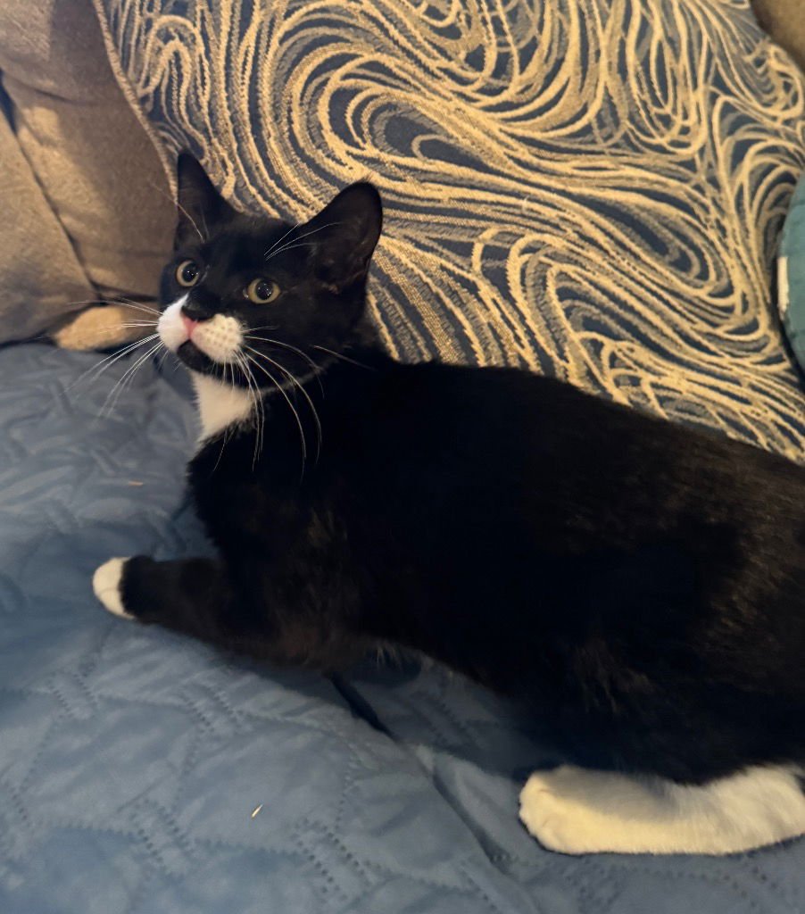 ROCKY ROAD - Domestic Short Hair available for adoption