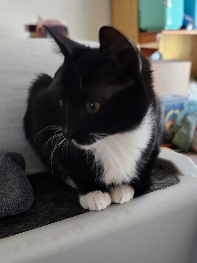 RAIN - Tabby available for adoption