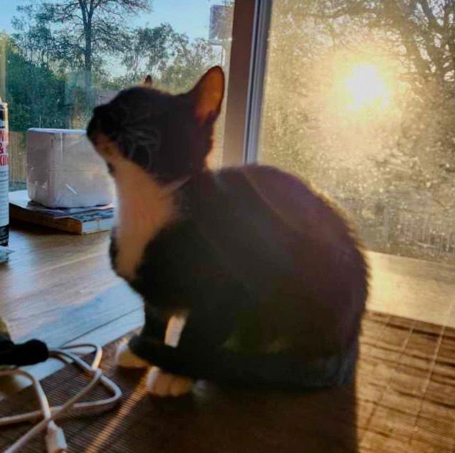 RAIN - Tabby available for adoption