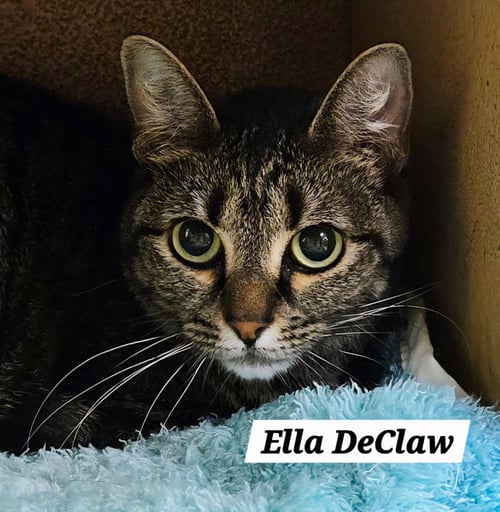 ELLA DECLAW - Domestic Short Hair / Tabby available for adoption
