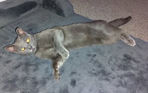 CHURCH - Domestic Short Hair available for adoption