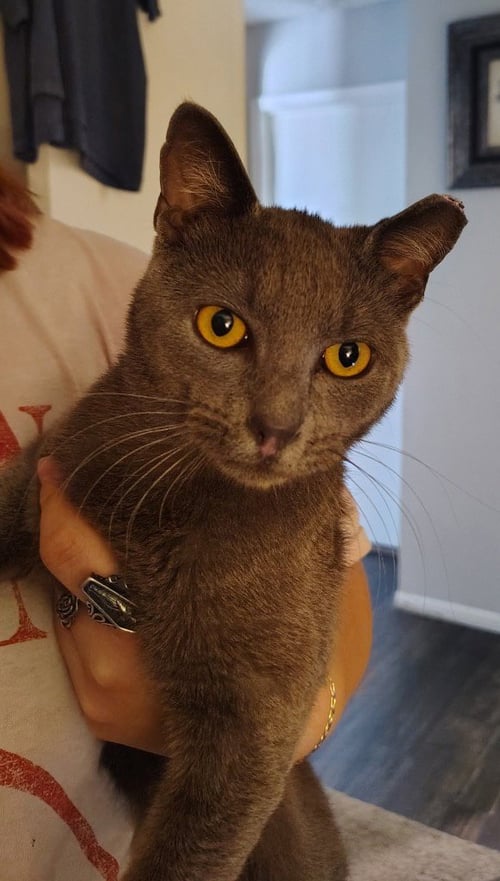 CHURCH - Domestic Short Hair available for adoption