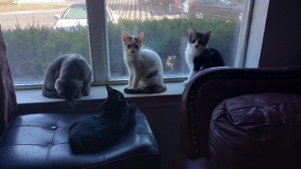 DR. PEPPER - Domestic Short Hair / Russian Blue available for adoption