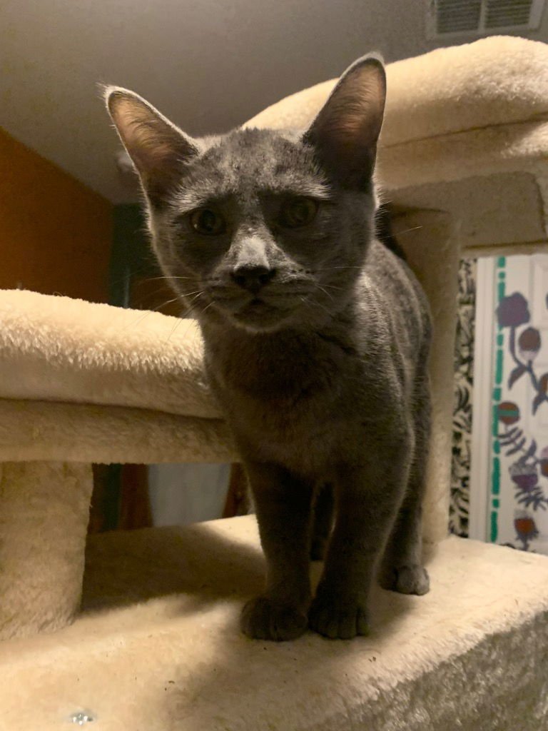 Dr. Pepper - Photo 4