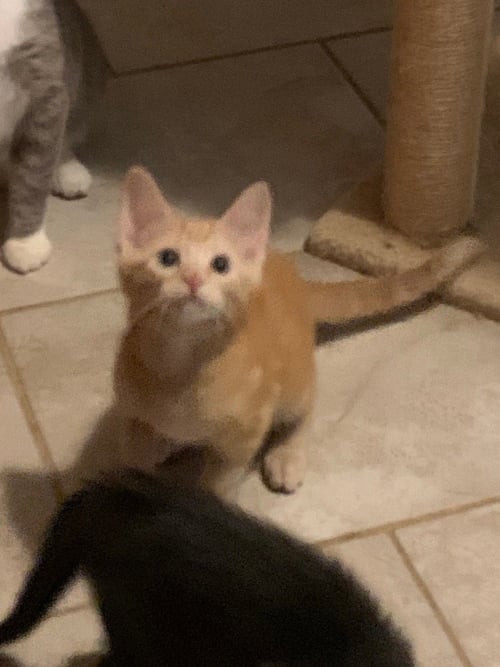 BEEFY LOADED POTATO GRILLER - Tabby available for adoption