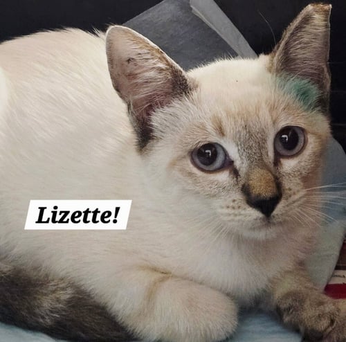 LIZETTE - Siamese / Domestic Short Hair available for adoption