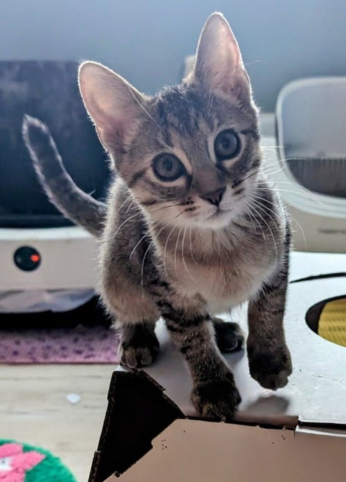 AMARETTO - Domestic Short Hair available for adoption