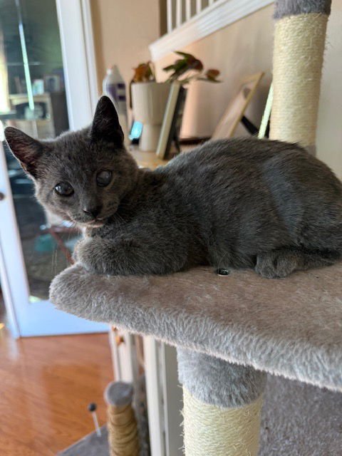 MR. ASH - Domestic Short Hair available for adoption