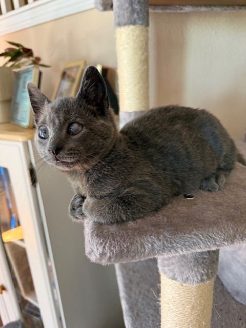 MR. ASH - Domestic Short Hair available for adoption