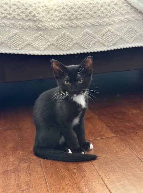 TWIX - Domestic Medium Hair available for adoption