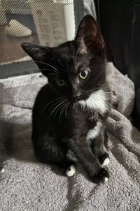 Twix - Photo 2