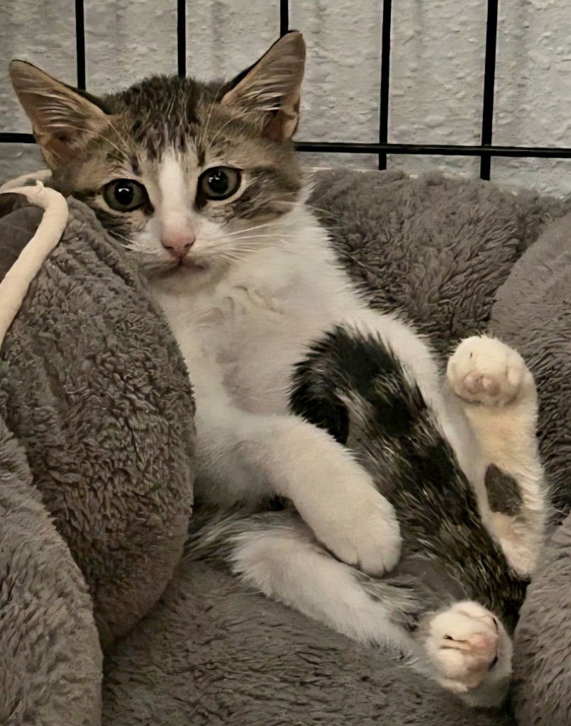 MILO - Domestic Short Hair / Tabby available for adoption