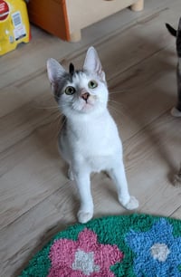 Asahi - Photo 3