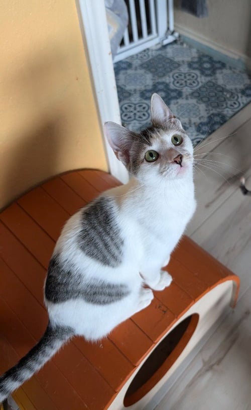 ASAHI - Domestic Short Hair available for adoption