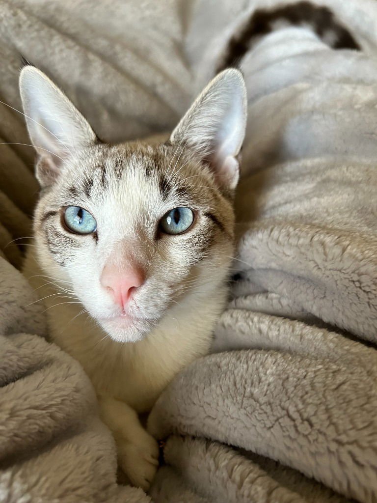 PIPPIN (CL) - Siamese / Tabby available for adoption