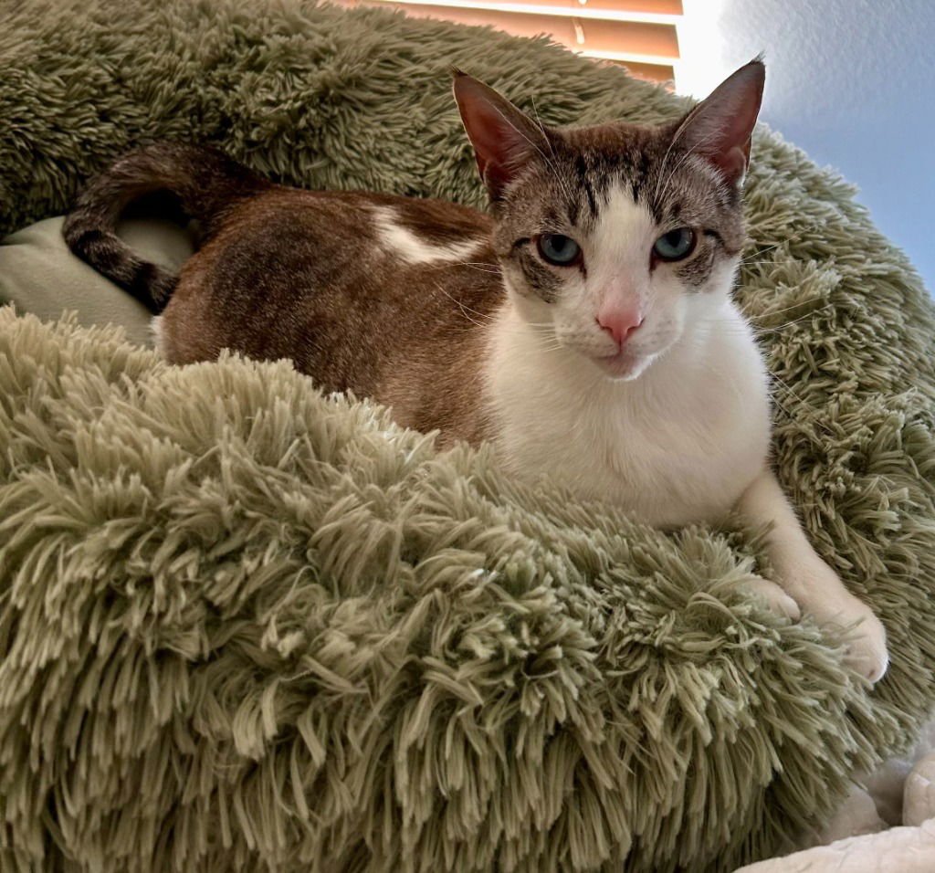 Pippin (CL) - Photo 3