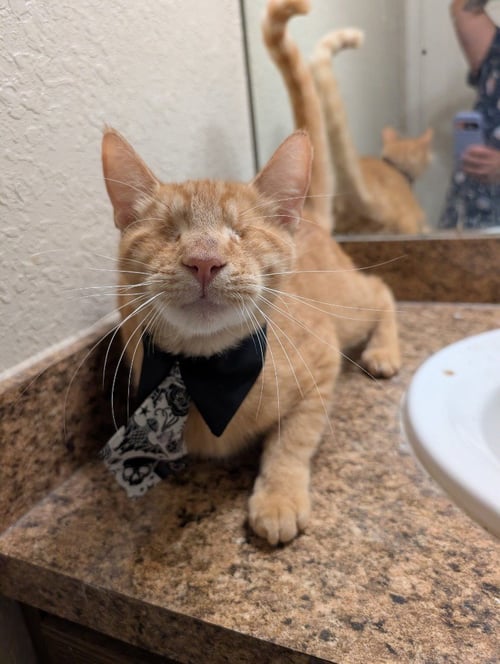 SPAGHETTIOS - Oriental Short Hair available for adoption