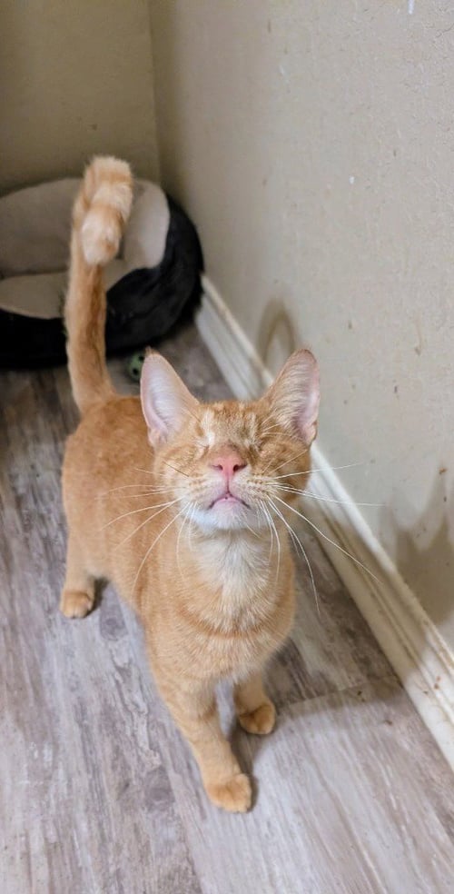 SPAGHETTIOS - Oriental Short Hair available for adoption