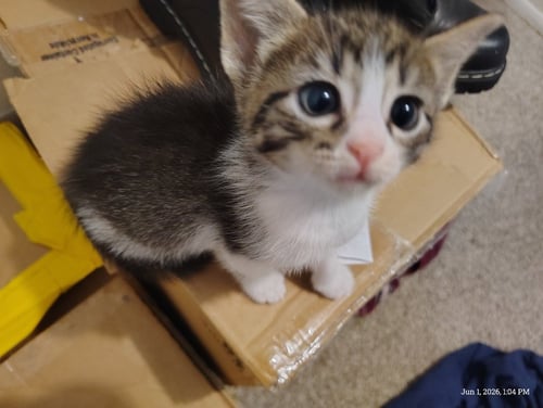 BOURBON - Tabby available for adoption