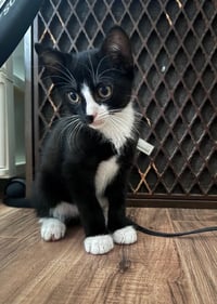Sylvester - Photo 1