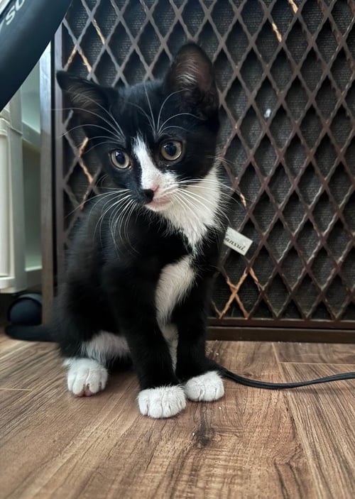 SYLVESTER - Domestic Short Hair available for adoption