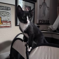 Sylvester - Photo 3