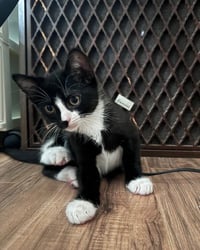 Sylvester - Photo 4