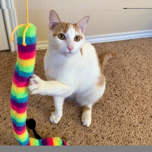 GOLDFISH - Domestic Short Hair for adoption in San Antonio