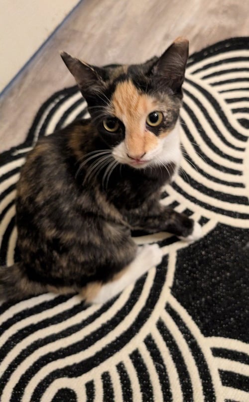 LEANN - Calico available for adoption