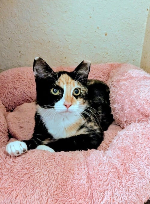 LEEANN - Calico available for adoption