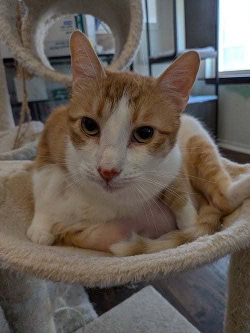 DUCKY - Domestic Short Hair available for adoption