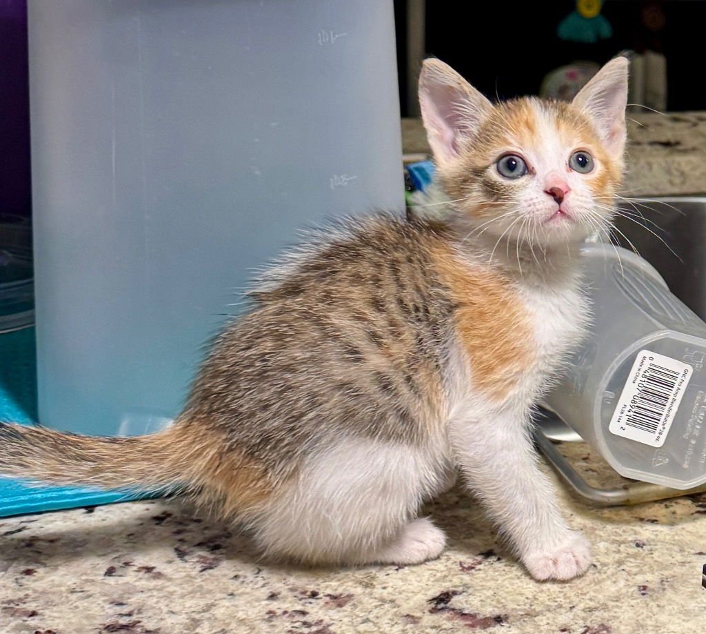 SKYE - Calico available for adoption