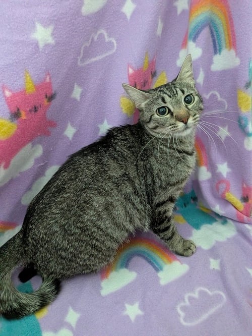 ROSIE - Tabby available for adoption