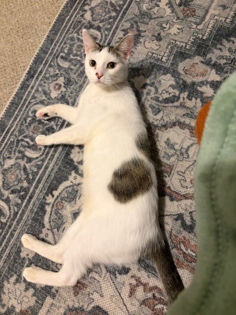 Daisy Image