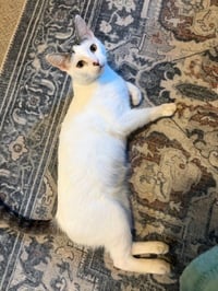 Daisy - Photo 4