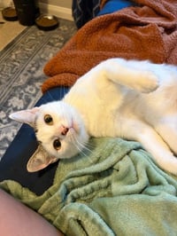 Daisy - Photo 3