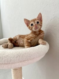Arlo - Photo 3