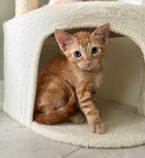 ARLO - Domestic Short Hair available for adoption
