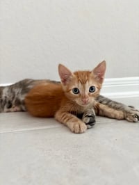Arlo - Photo 2