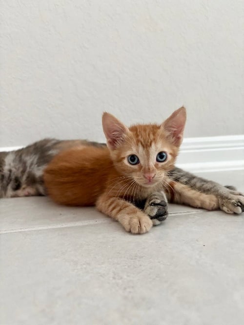 ARLO - Domestic Short Hair available for adoption