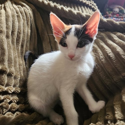 MARIGOLD - Domestic Short Hair available for adoption
