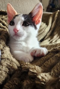 Marigold - Photo 4
